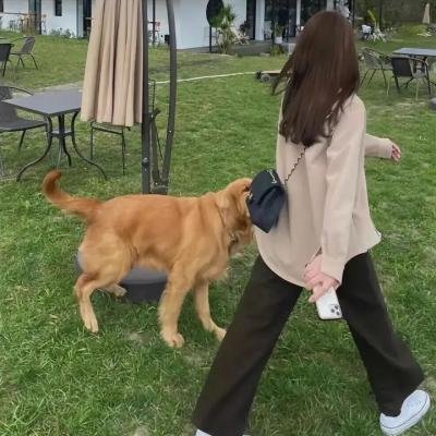 高更门边的狼